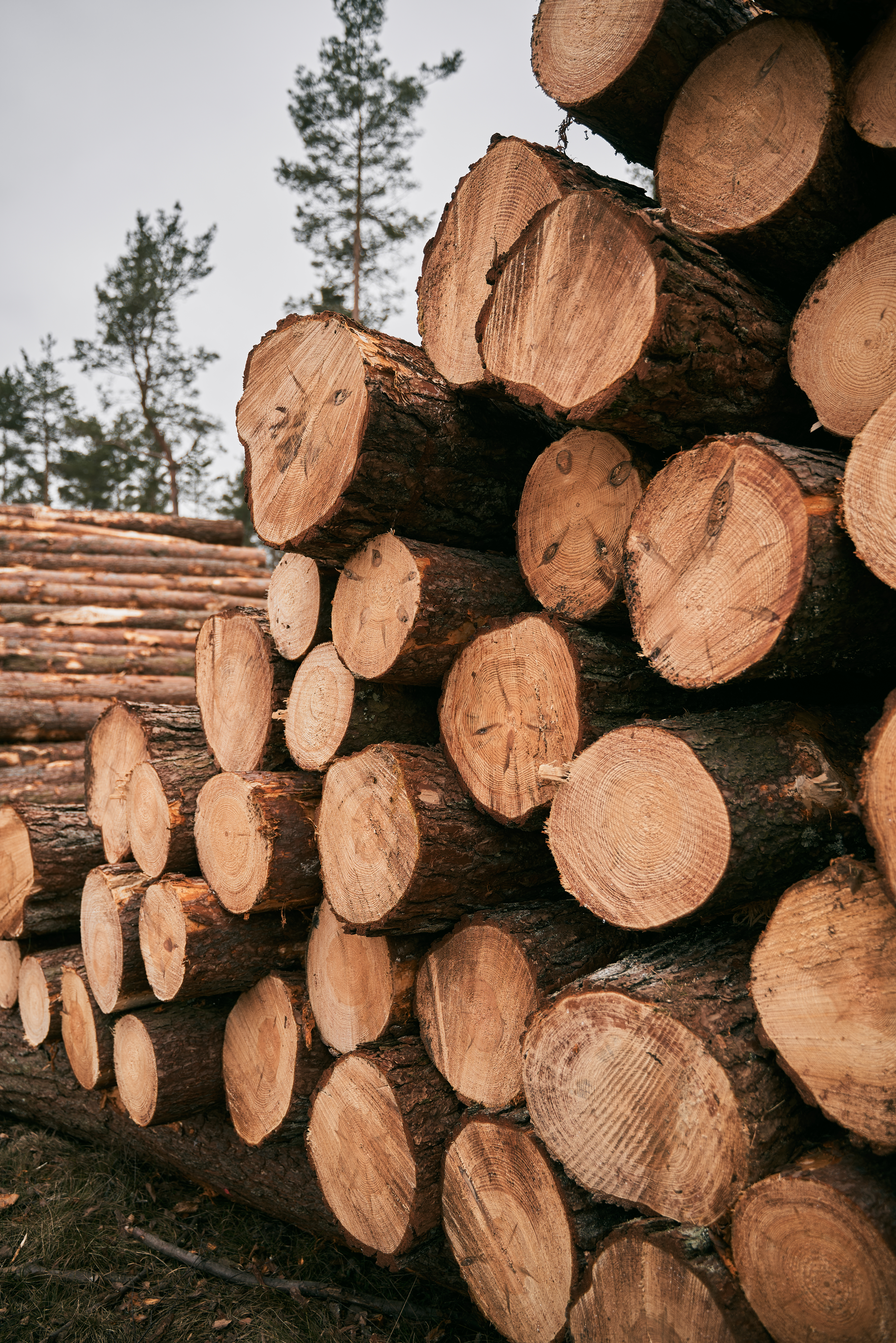Lumber & Wood